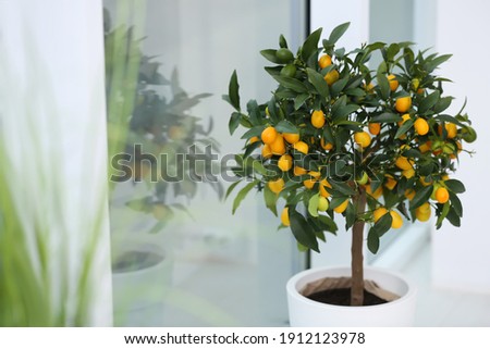 Potted kumquat tree near window indoors. Interior design Royalty-Free Stock Photo #1912123978