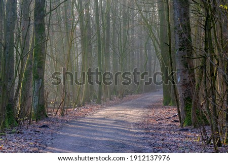 Beautiful nature background with pathway through the wood in winter,
Rows of bare trees along both side of walkways and orange dried leaves, Amsterdamse Bos (Forest) Amsterdam, Netherlands.