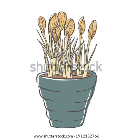 Crocus vector botanical illustration, Houseplants icons set. Houseplant vector flower set. Illustration for print, postcard, package design web design isolated on white background. Indoor plant.