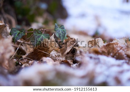                       Plants and leafs with some snow         