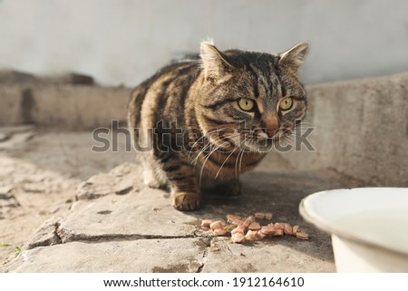 Lonely stray cat feeding outdoors. Pet homelessness problem