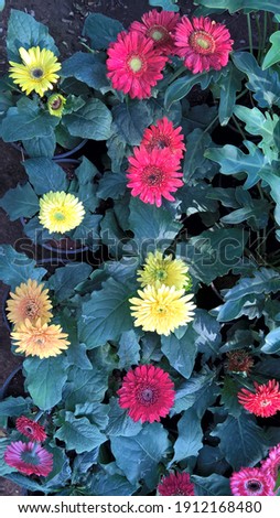 Scenic view of colorful gerbera daisy flowers and plants for multipurpose use