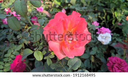scenic view of bunch of colorful rose flowers