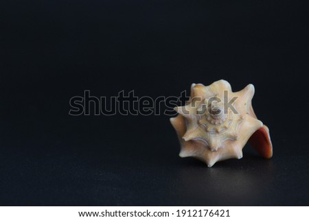 Spiral shell on the right in brown color and black background.