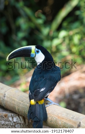 White throated toucan perched on log
