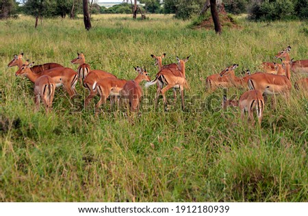 Antelopes in the meadows of Kenya in a cloudy day