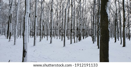 Winter in Ukraine. Odessa. Snow on trees in park. 
