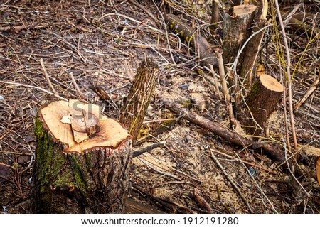 Tree stumps and felled forest in autumn day