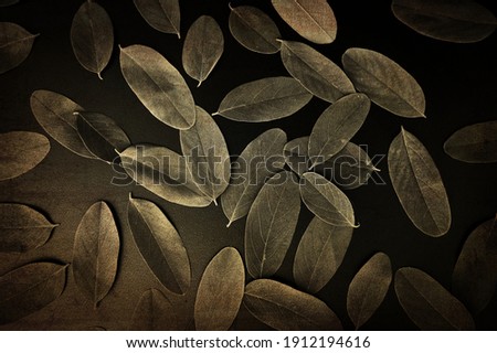 Retro photos, leaves, flowers, background for design and presentations.