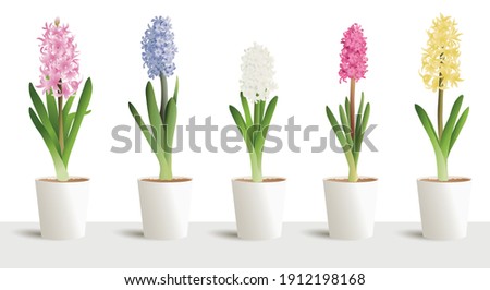 Hyacinth isolated on white big vector 3d set in white pots. Interior design, jacinth five colours white, yellow, blue, pink, purple. Hyacinthus orientalis. litwinowii, spring symbol, women day. Royalty-Free Stock Photo #1912198168