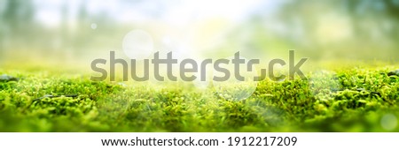 Green moss in a bright forest clearing. Seasonal natur background with bokeh and short depth of field. Close-up with space for text. Royalty-Free Stock Photo #1912217209