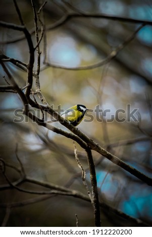 Photo of a bird in nature on a rainy day