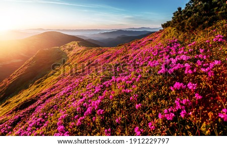 Breathtaking nature scenery during sunset. Scenic image of fairy-tale highland in sunlit. Incredible foggy morning in mountains with amazing pink rhododenndron flovers. Picture of wild area. postcard