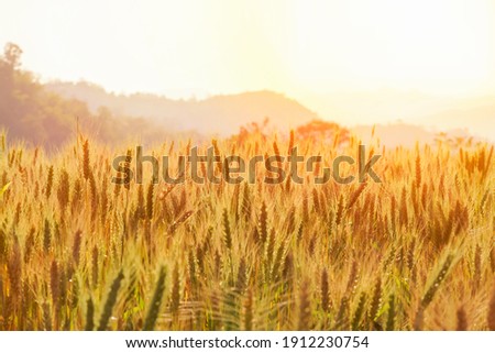 Barley in the golden-yellow farm is beautiful and waiting for harvest in the season.