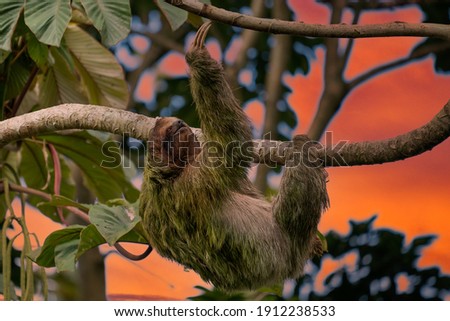A sloth smiling at the camera while hanging in the Costa Rican jungle. Really cute sloth looking directly to camera while is smiling.