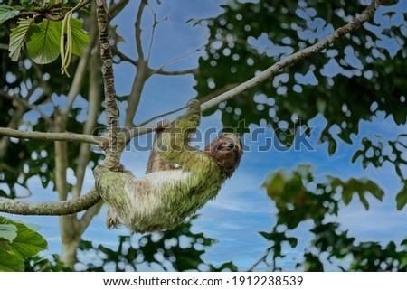A sloth smiling at the camera while hanging in the Costa Rican jungle. Really cute sloth looking directly to camera while is smiling.