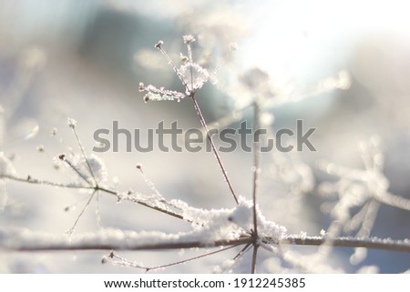 Beautiful winter nature. Snow in the forest.