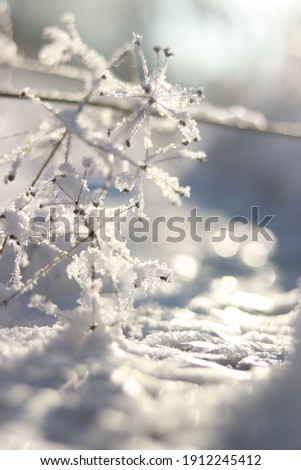 Beautiful winter nature. Snow in the forest.