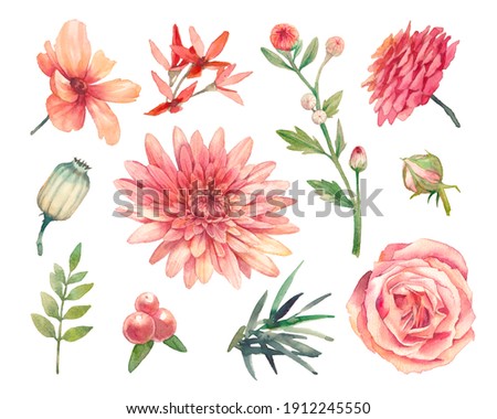 Hand painted floral elements set. Watercolor botanical illustration of chrysanthemum, ranunculus, rose flowers and fern leaves. Natural objects isolated on white background