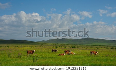 Russia. Republic of Khakassia. A herd of purebred cows graze in the endless steppe. Royalty-Free Stock Photo #1912251316