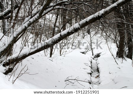 Snow-covered park, light snow is falling, dark silhouettes of trees on a background of white snow