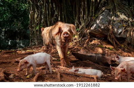 Cute pink piglets run and play around their lactating mother pig at a rural farm in the Valley of Vinales in western Cuba