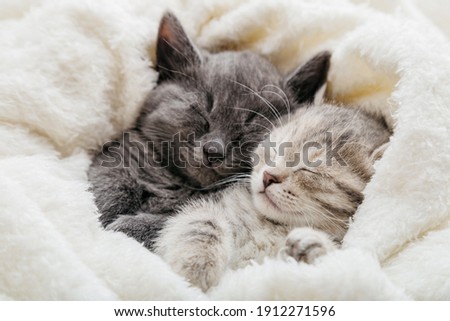 2 sleepy kittens with paws sleep comfortably in white blanket. Family couple cats resting together. Two gray and tabby beautiful domestic kitten in love hugging. Royalty-Free Stock Photo #1912271596