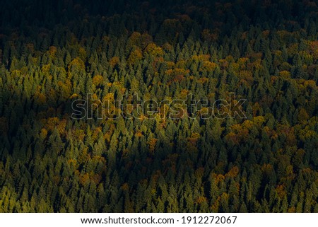 Shadows over the autumnal forest