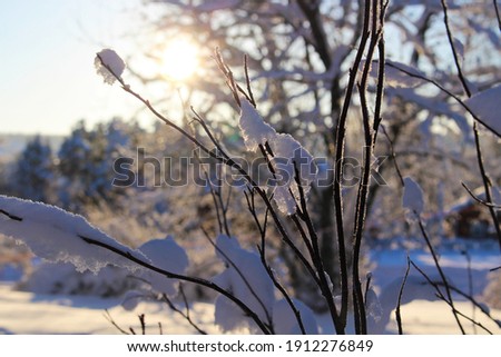 close up picture of a branch covered in snow