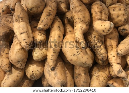 The sweet potato or sweetpotato is a dicotyledonous plant that belongs to the bindweed or morning glory family, Convolvulaceae.