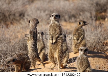 group of meerkats on a hill enjoying the morning sun and watching out for  enemies