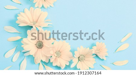 yellow chrysanthemum on blue paper background