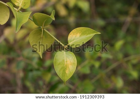 Green leaf blurred style abstract background.