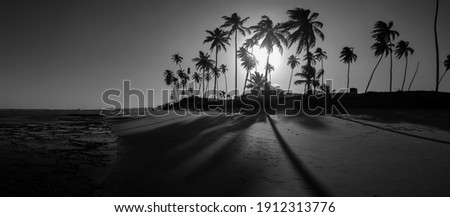 180º panorama of the sunset at Praia de Guarajuba - coast of coconut trees in Camaçari, Bahia - Brazil. Black an white photography.