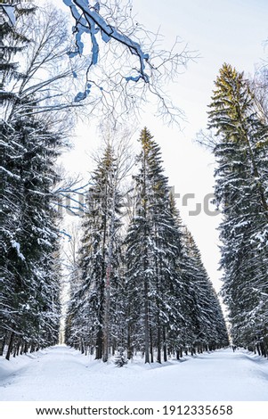 Fairy view on winter forest area. Lots of big tall trees, white snow, and hiking trails in front. Sunlight breaks through the branches in the background. Russia, Saint-Petersburg, Pavlosk park. 