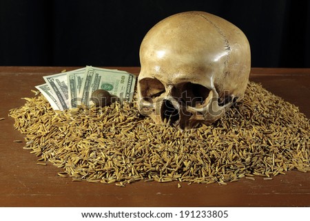 Still life art photography concept on skull and rice paddy with dollar bills and snail