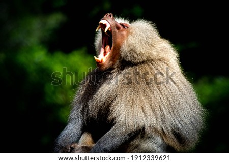 male baboon showing teeth to show power holy baboon. hamadryas baboon (papio hamadryas) 