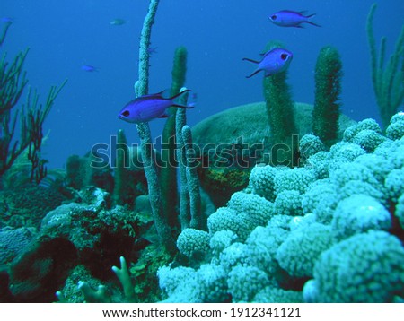 Blue chromis (Chromis cyanea), Underwater photography , Caribbean Reef and Shallow Water Fish