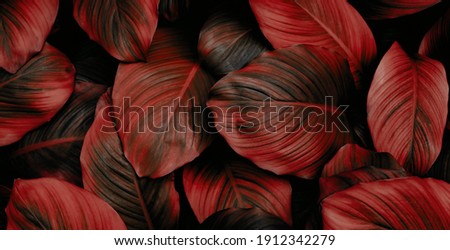 The background image that is red, the colors of the autumn leaves are perfect, suitable for seasonal use. Royalty-Free Stock Photo #1912342279