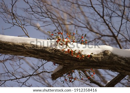 Red winter mistletoe on tree 
