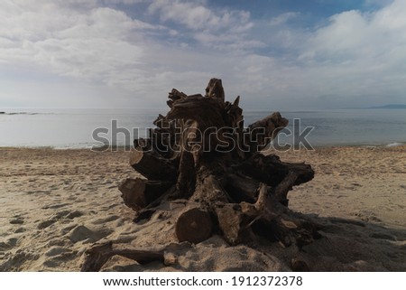 Perished wood on beach 3