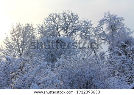 Bushes and trees covered with snow in winter day