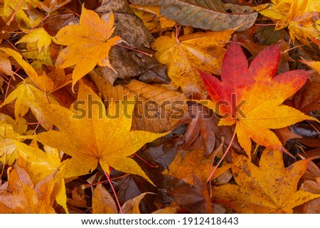 Up of fallen leaves of wet autumn leaves Royalty-Free Stock Photo #1912418443
