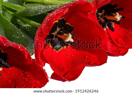 Water drops on red tulips petal close-up. Abstract floral background, spring time nature detail. High quality photo