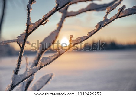 Spring sunset in the winter tundra through the willow branches. In the background, the sun sets below the horizon. Winter atmospheric picture. Close-up.