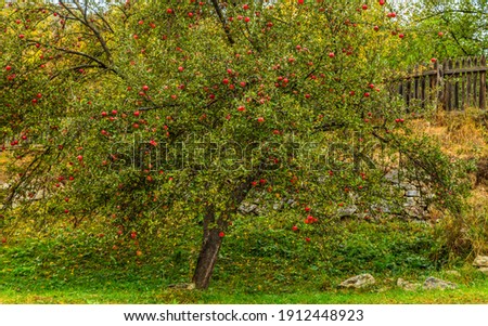 Picture of an apple orchard at country