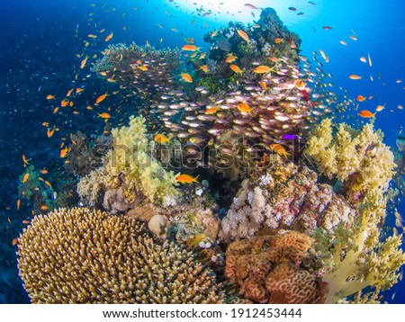 Coral bommie with schooling reef fish (Ras Mohammed, Red Sea, Sharm El Sheikh, Egypt) Royalty-Free Stock Photo #1912453444