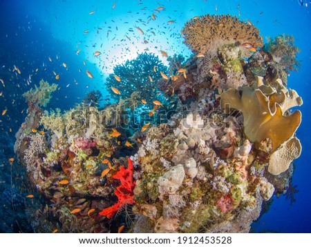 Coral bommie with schooling reef fish (Ras Mohammed, Red Sea, Sharm El Sheikh, Egypt) Royalty-Free Stock Photo #1912453528