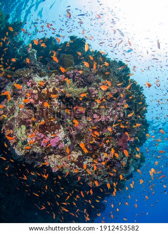 Schooling Sea goldies around coral bommie (Ras Mohammed, Red Sea, Sharm El Sheikh, Egypt) Royalty-Free Stock Photo #1912453582
