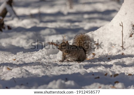 Eastern grey squirrel in a snowy forest